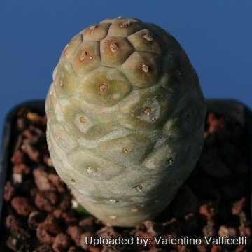 5244 valentino Valentino Vallicelli