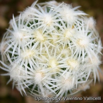 5590 valentino Valentino Vallicelli