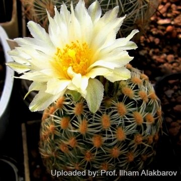 26122 Ilham Prof. Ilham Alakbarov