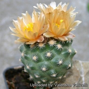 5746 valentino Valentino Vallicelli