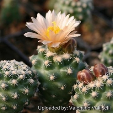 5750 valentino Valentino Vallicelli