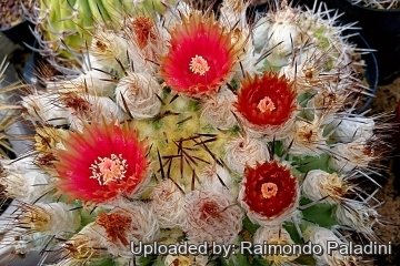 26943 RapCactus Raimondo Paladini