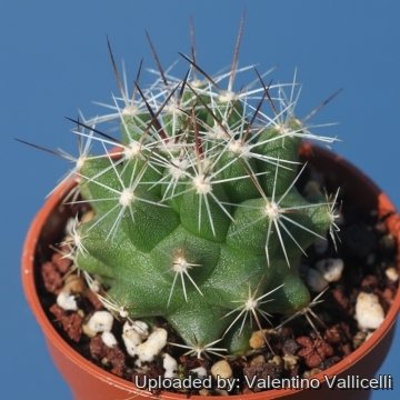 23692 valentino Valentino Vallicelli