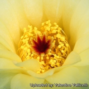 17784 valentino Valentino Vallicelli