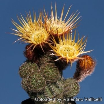 7707 valentino Valentino Vallicelli