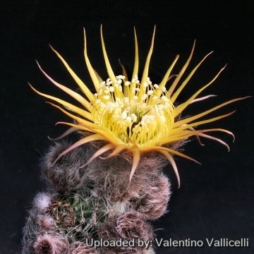 7709 valentino Valentino Vallicelli