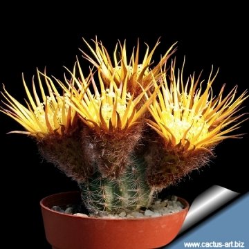 7711 cactus-art Cactus Art