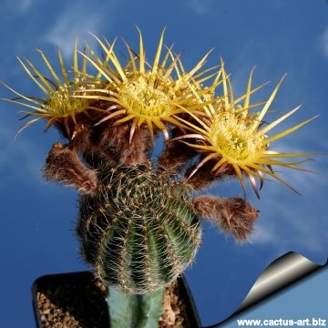 7712 cactus-art Cactus Art