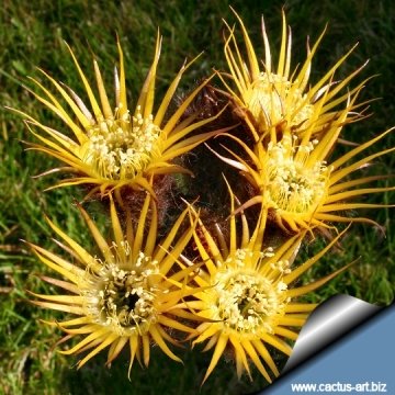 7713 cactus-art Cactus Art