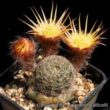 7806 valentino Valentino Vallicelli