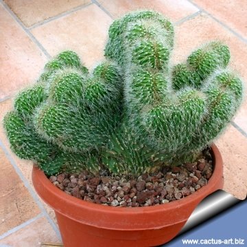9353 cactus-art Cactus Art