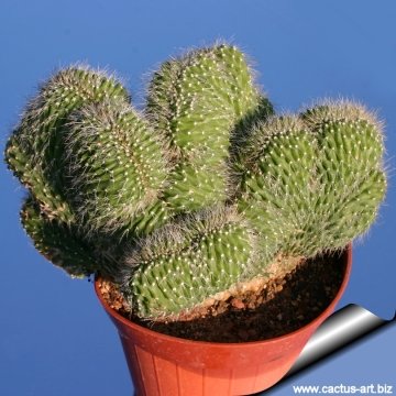 9356 cactus-art Cactus Art