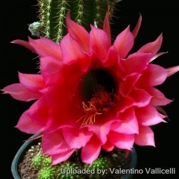 9732 valentino Valentino Vallicelli