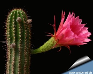 9737 cactus-art Cactus Art