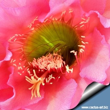 9738 cactus-art Cactus Art