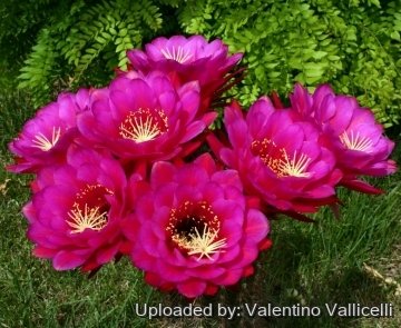 9734 valentino Valentino Vallicelli