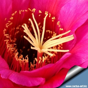 9742 cactus-art Cactus Art