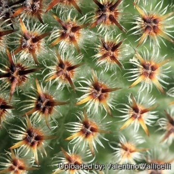 18262 valentino Valentino Vallicelli