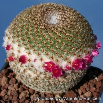 5108 valentino Valentino Vallicelli