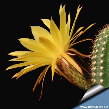 9749 cactus-art Cactus Art