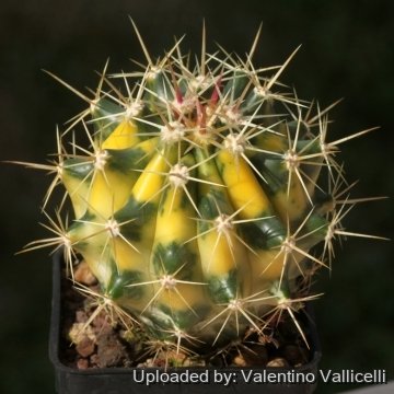 ferocactus hyb フェロカクタス ハイブリッド 実生 サボテン フェロ