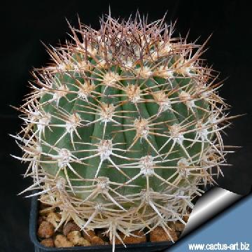 47 cactus-art Cactus Art