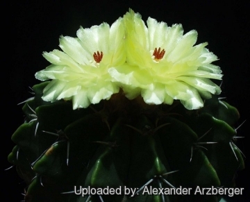 erinacea parodia erinaceus notocactus echinocactus var alexander arzberger encyclopedia cacti llifle cactaceae