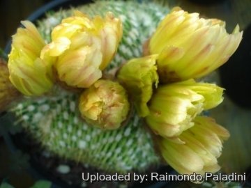 27059 RapCactus Raimondo Paladini