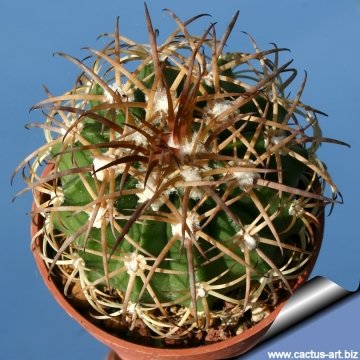 11876 cactus-art Cactus Art