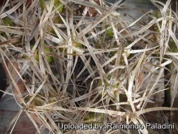 27064 RapCactus Raimondo Paladini