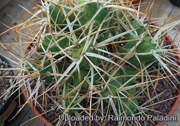 27092 RapCactus Raimondo Paladini