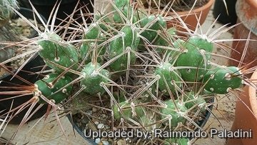 27091 RapCactus Raimondo Paladini