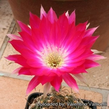 8973 valentino Valentino Vallicelli