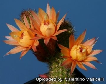 12891 valentino Valentino Vallicelli