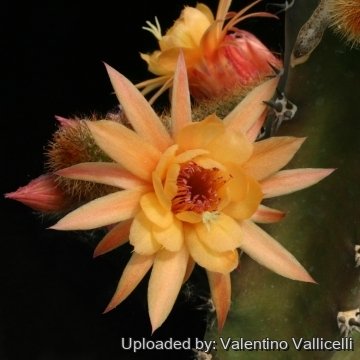 12892 valentino Valentino Vallicelli