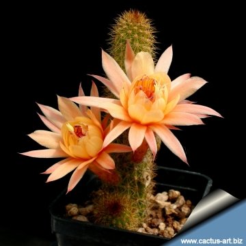 12896 cactus-art Cactus Art