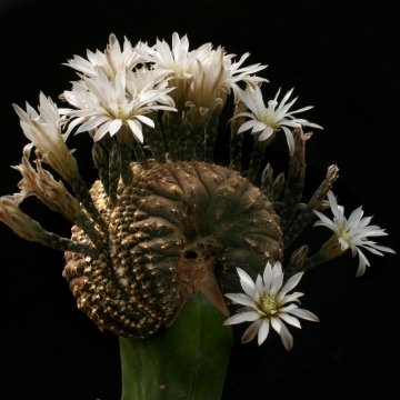 12989 cactus-art Cactus Art