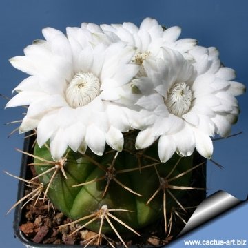 13061 cactus-art Cactus Art