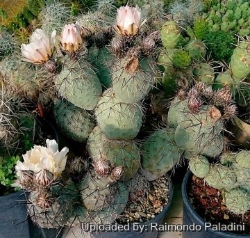 27113 RapCactus Raimondo Paladini