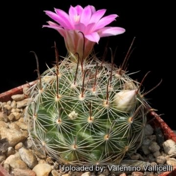 16284 valentino Valentino Vallicelli