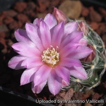 17452 valentino Valentino Vallicelli