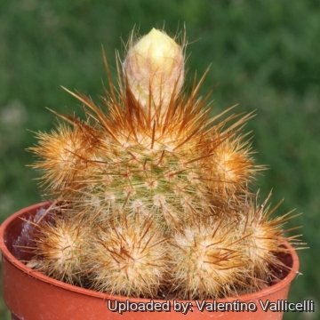 24473 valentino Valentino Vallicelli