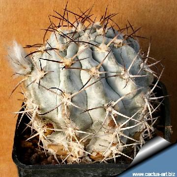 16 cactus-art Cactus Art