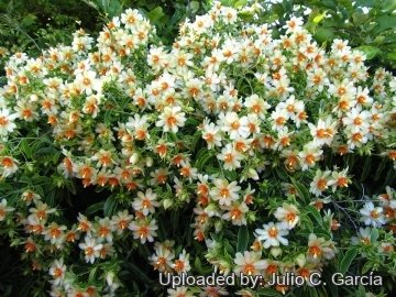 19949 julio Julio C. García 