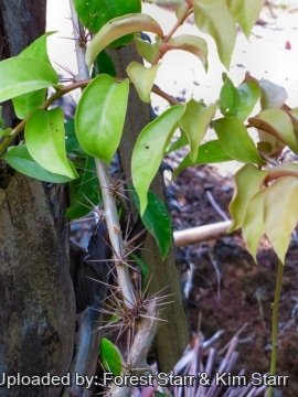 21060 star Forest Starr & Kim Starr