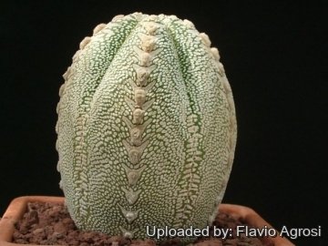 その他 OZWRT Spirit of Astrophytum Astrophytum hybrid ONZ-SK V type (A. myriostigma cv. Onzuka x A