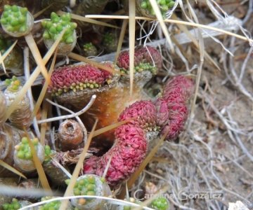 23451 carolina Carolina González