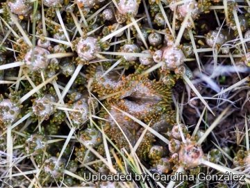 27212 carolina Carolina González