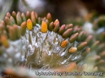 27214 carolina Carolina González