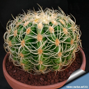 3807 cactus-art Cactus Art